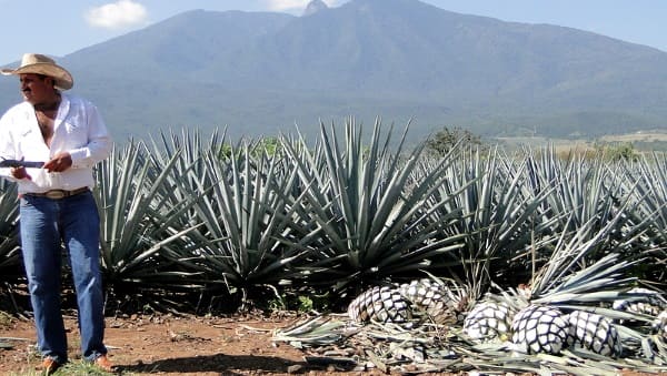 плоды агавы на поле