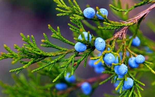 можжевельник