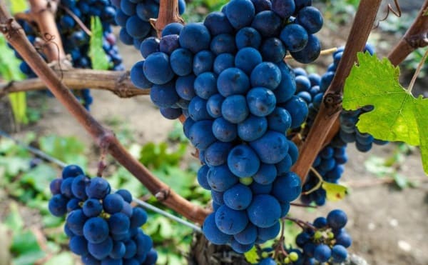 виноград сент-эмильон