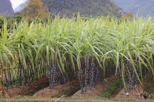 сахарный тростник